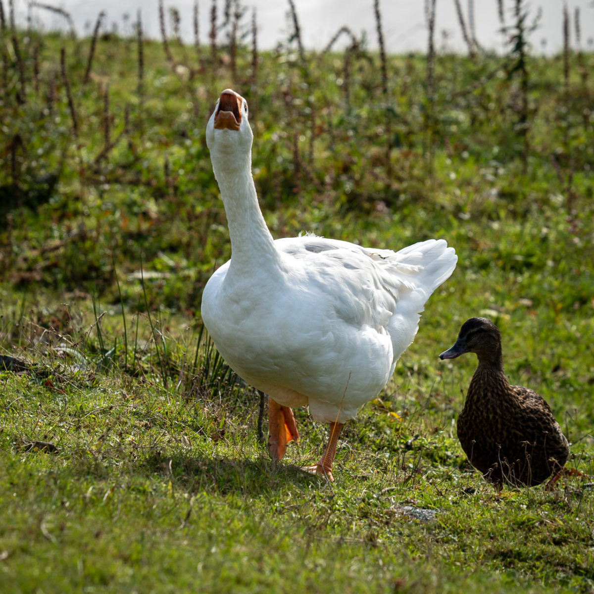 Emi The Goose