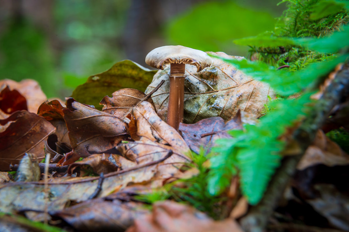 Mushroom hiding in the leaves