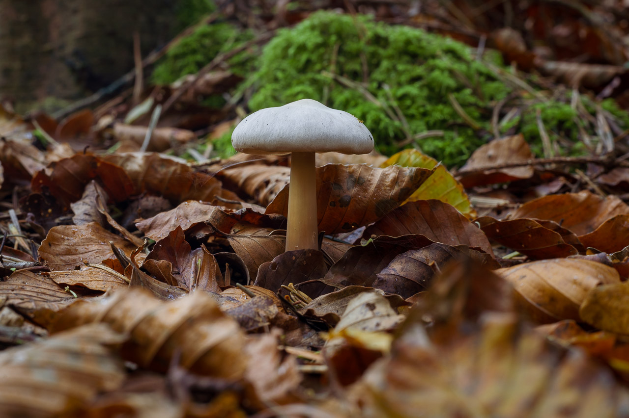 A mushroom in the leaves