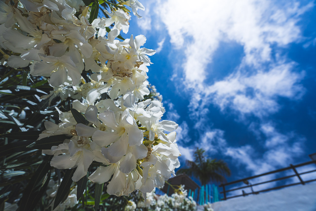 White Flowers in the Sky