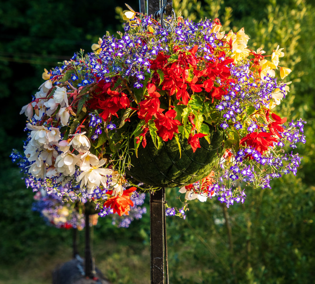 The Flowers of Waterloo