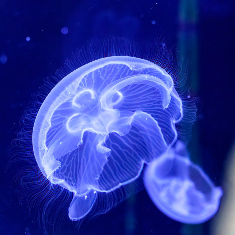 Jellyfish in Blarney Castle