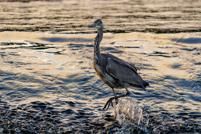 Heron in the River Lee