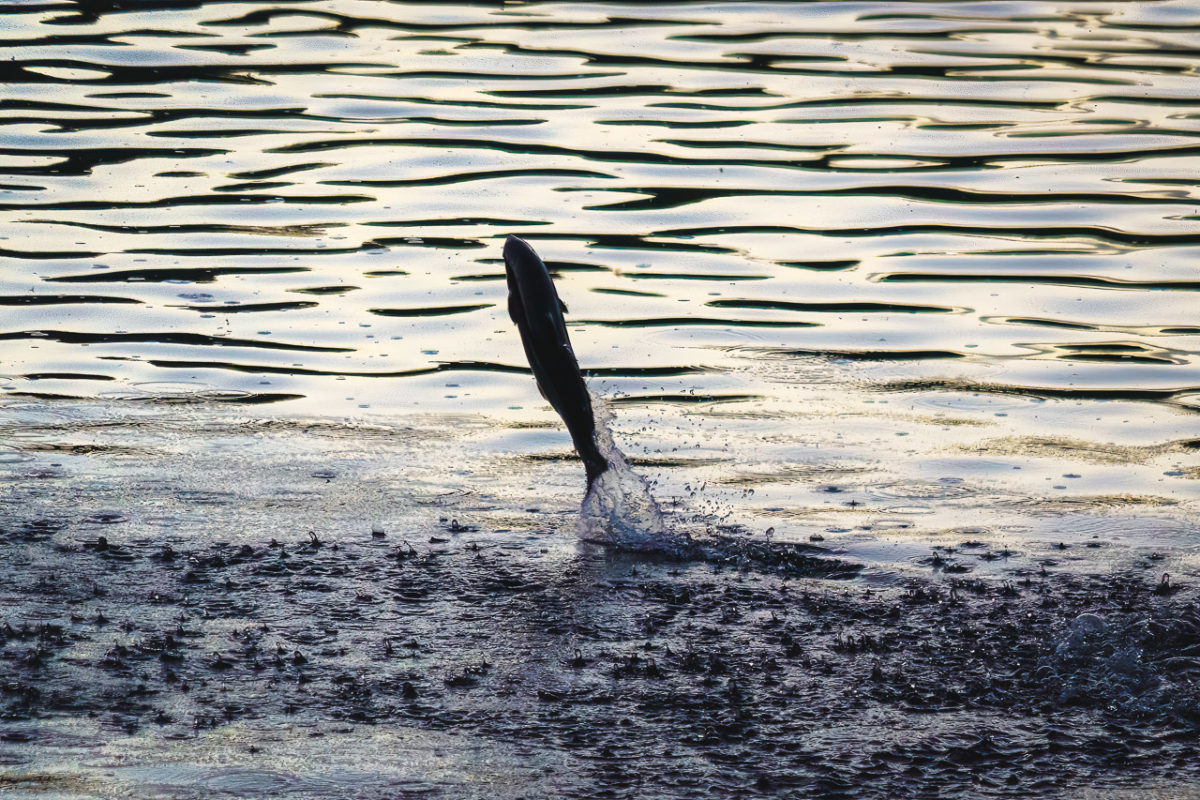 A fish out of water