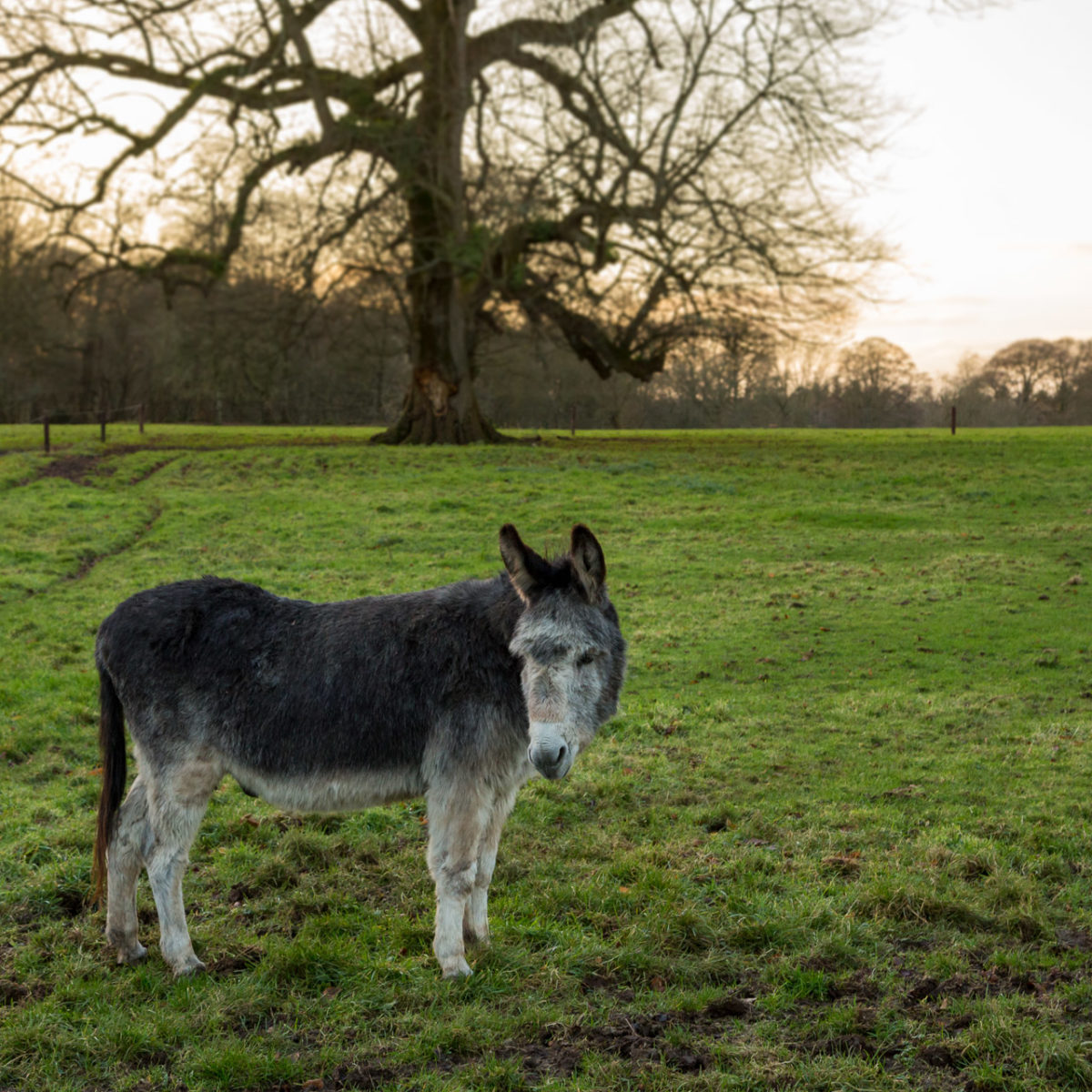Ned the donkey