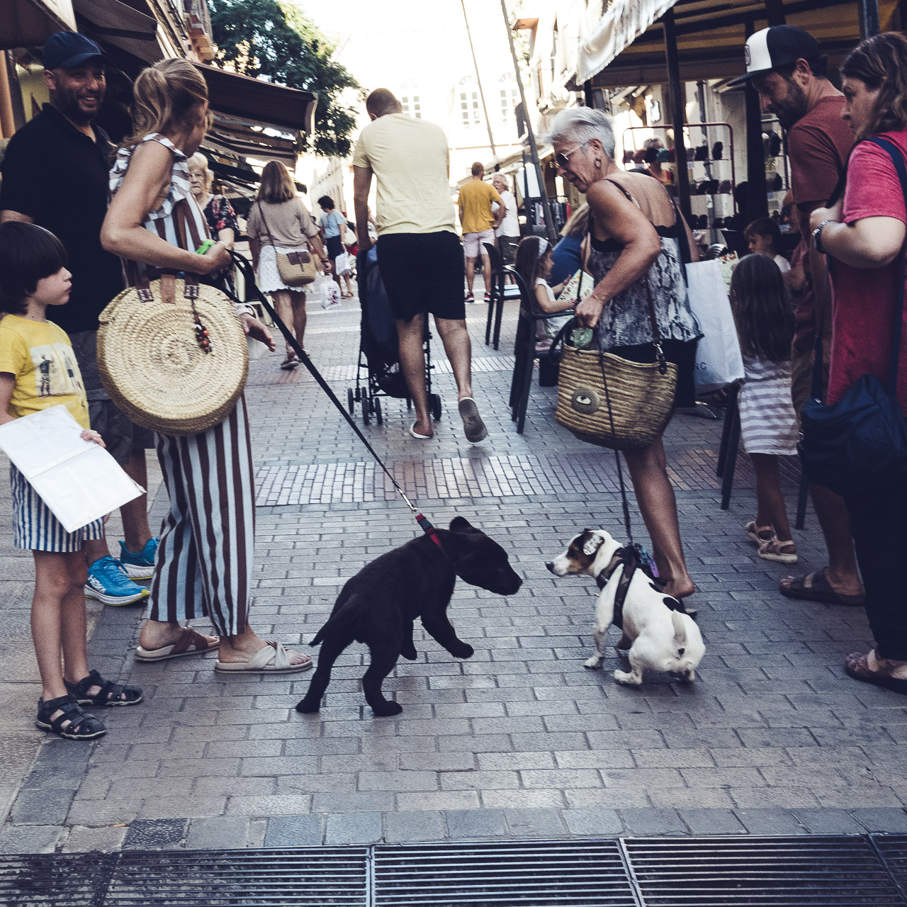 One dog wants to be friends