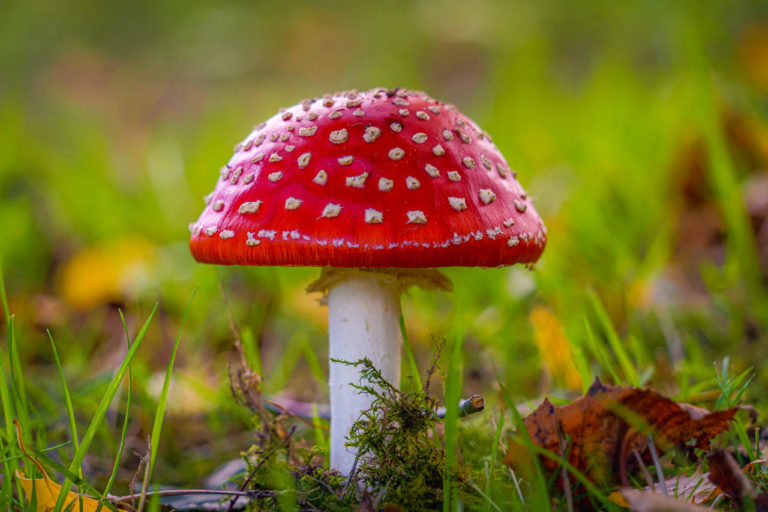Red and White Mushroom in the grass