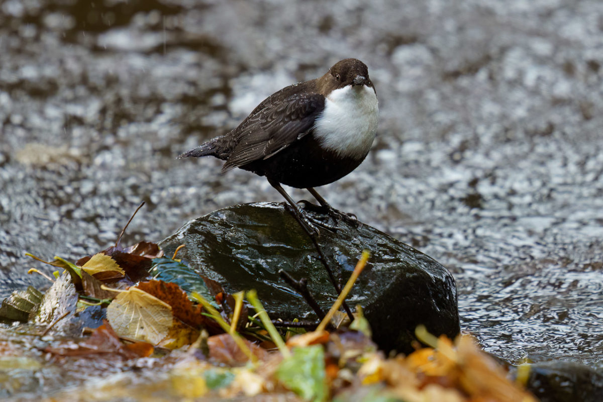Killarney Dipper