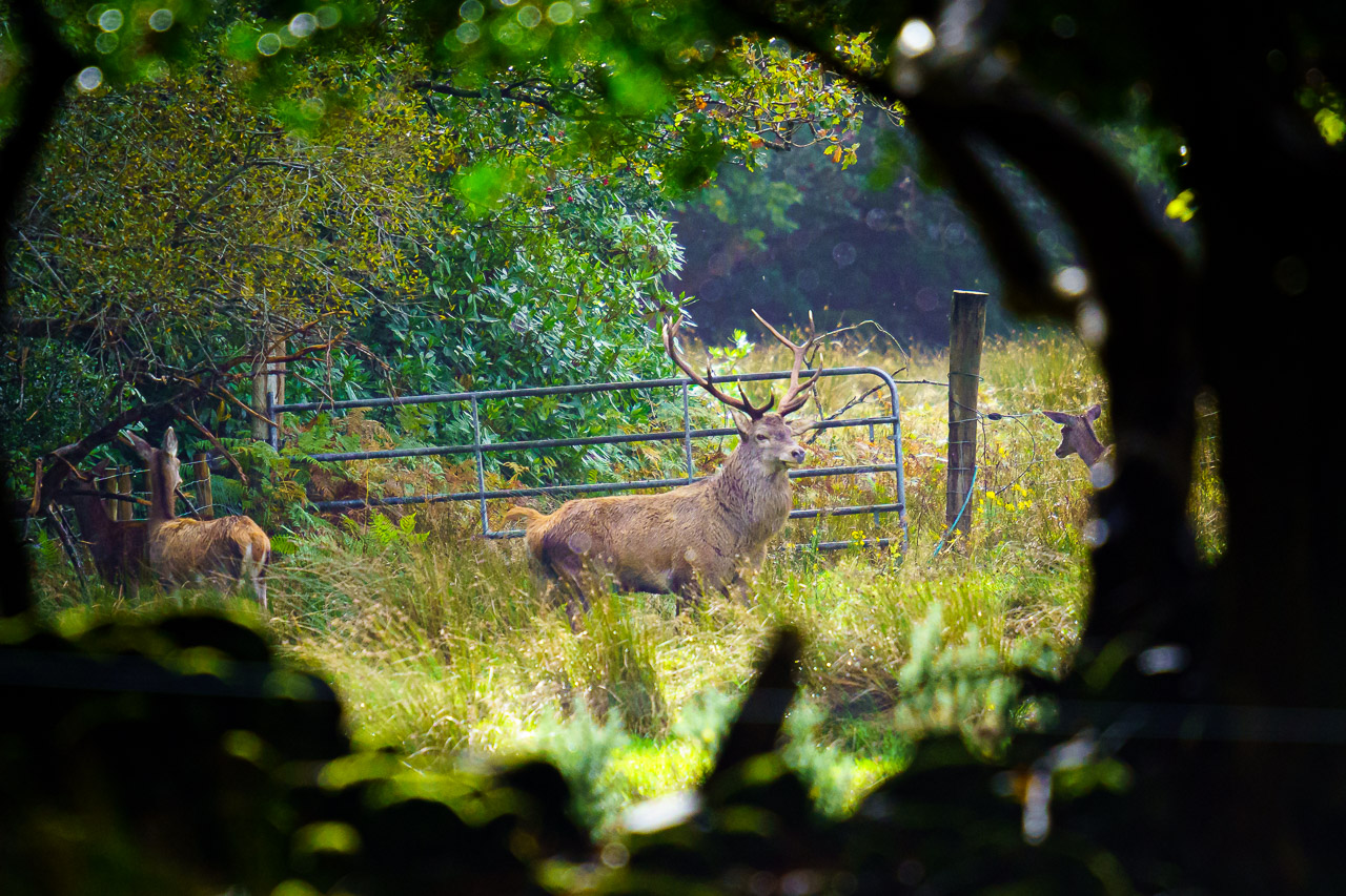 The stag in the field