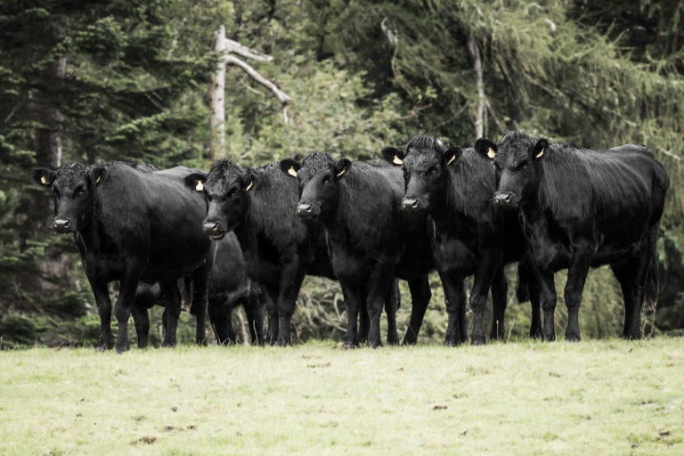 The Gang is Watching