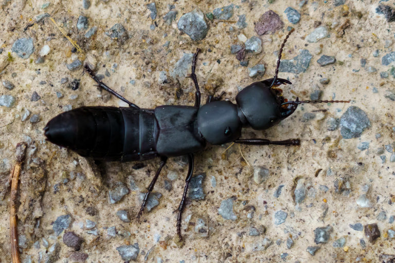 The Devil's Coach Horse