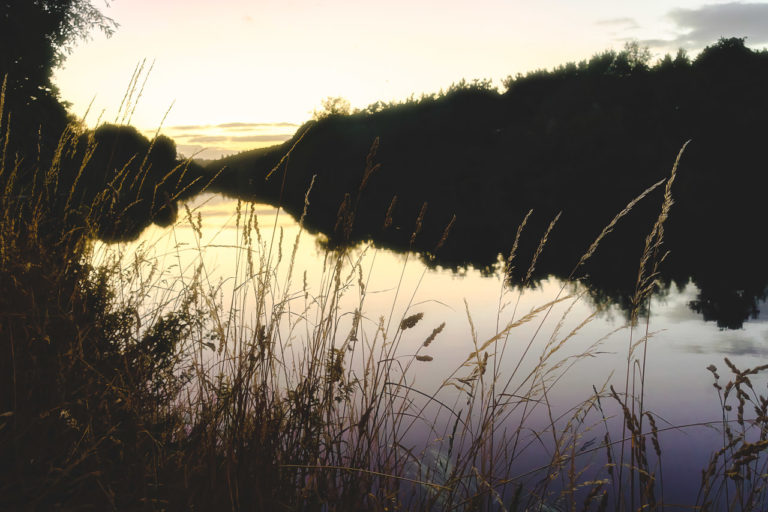 A river at sunset with dark trees on the other bank and vegetation on this side.