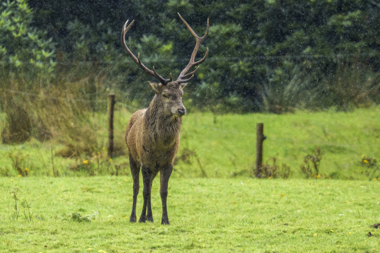 A stag in the rain in a field. Drops of rain fall around him as he stands alone.