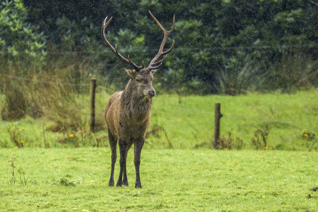 A stag in the rain in a field. Drops of rain fall around him as he stands alone.