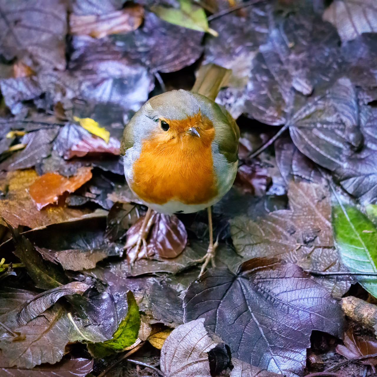 A little Robin standing on wet autumn leaves on the ground