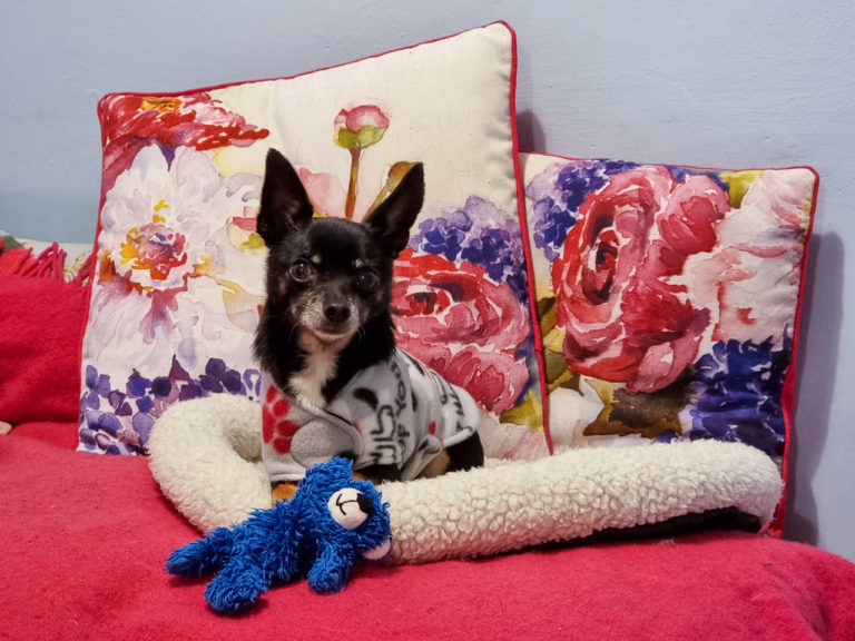 A chihuahua named Diego in a small bed, on a couch, with colourful cushions behind him and a blue fluffy toy he loves at his feet.