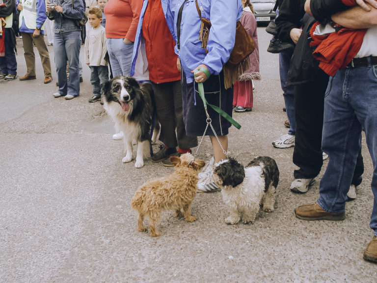 People standing around with 3 dogs
