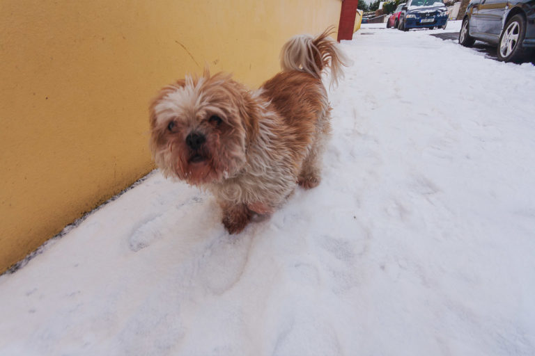 A shitzu dog walking the snow next to a wall with parked cars in the background.