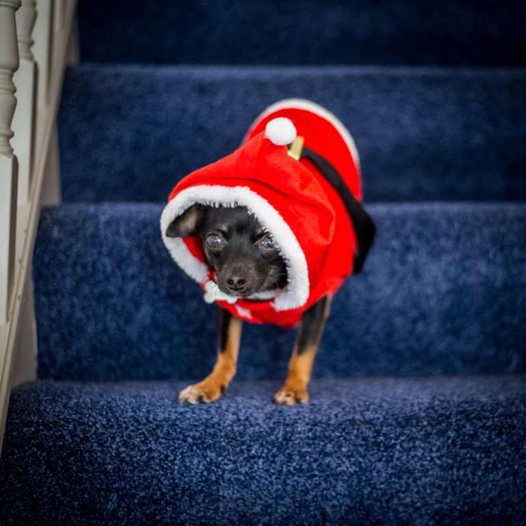 A chihuahua dressed in a Santa outfit on a stairs.