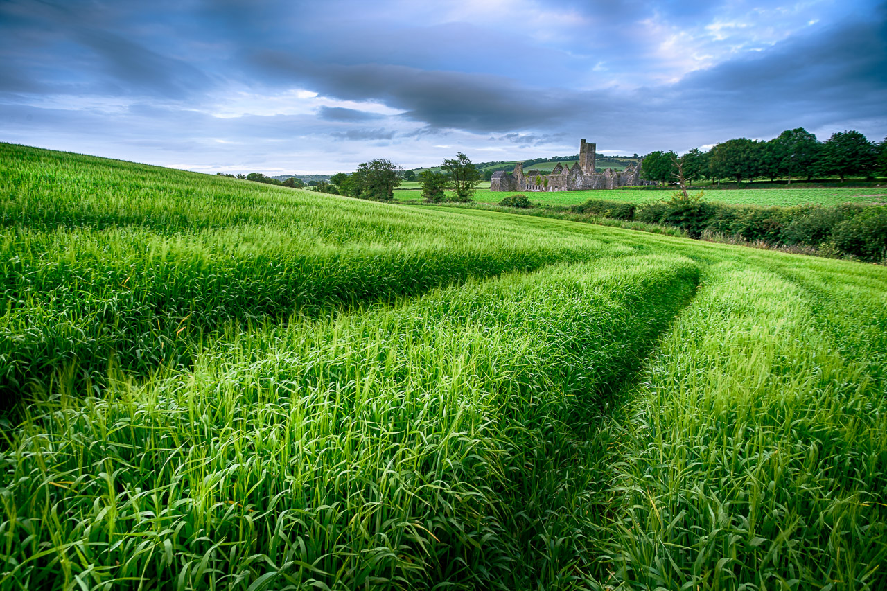 Lines in the crops in a field next to Kilcrea Friary in the background.