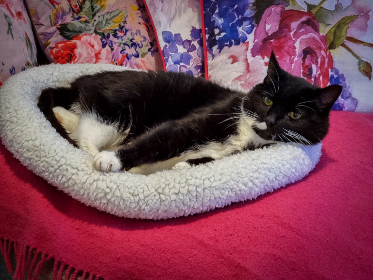 A black and white cat lying in a small bed surrounded by colourful cushions on a ping blanket