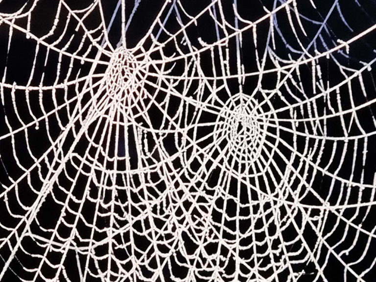 Spider webs covered with frost on a very cold morning