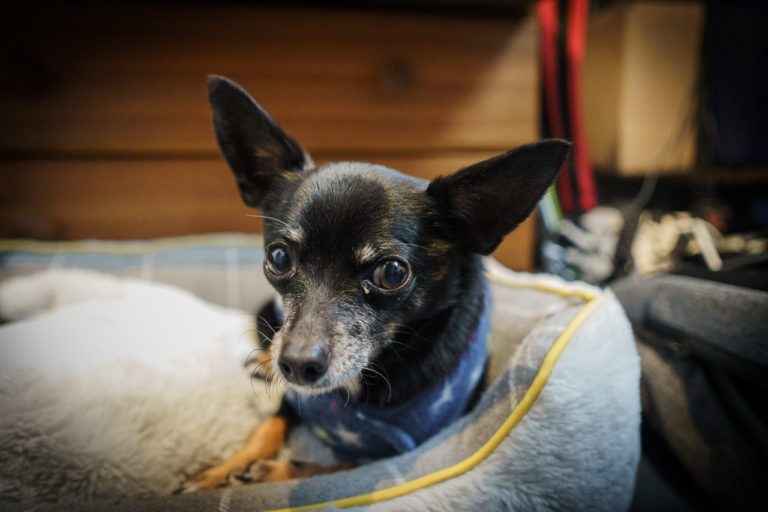 A chihuahua in a bed looking at the camera