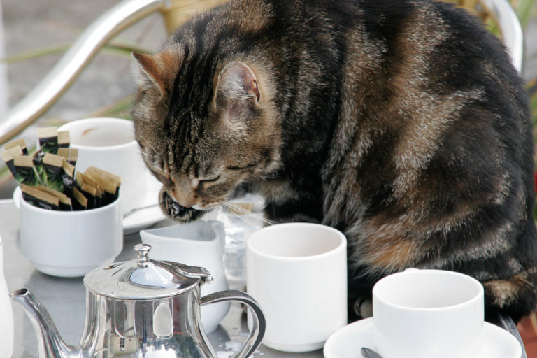 A cat drinking milk from a small jug on a table