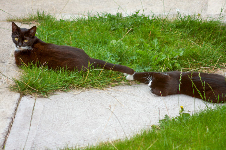 Two cats lying on the ground, one cat is playing with the tail of the other while she looks at me.