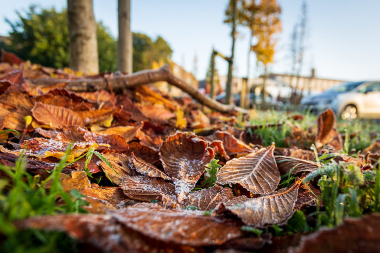 Autumn leaves on the ground with a light coating of frost