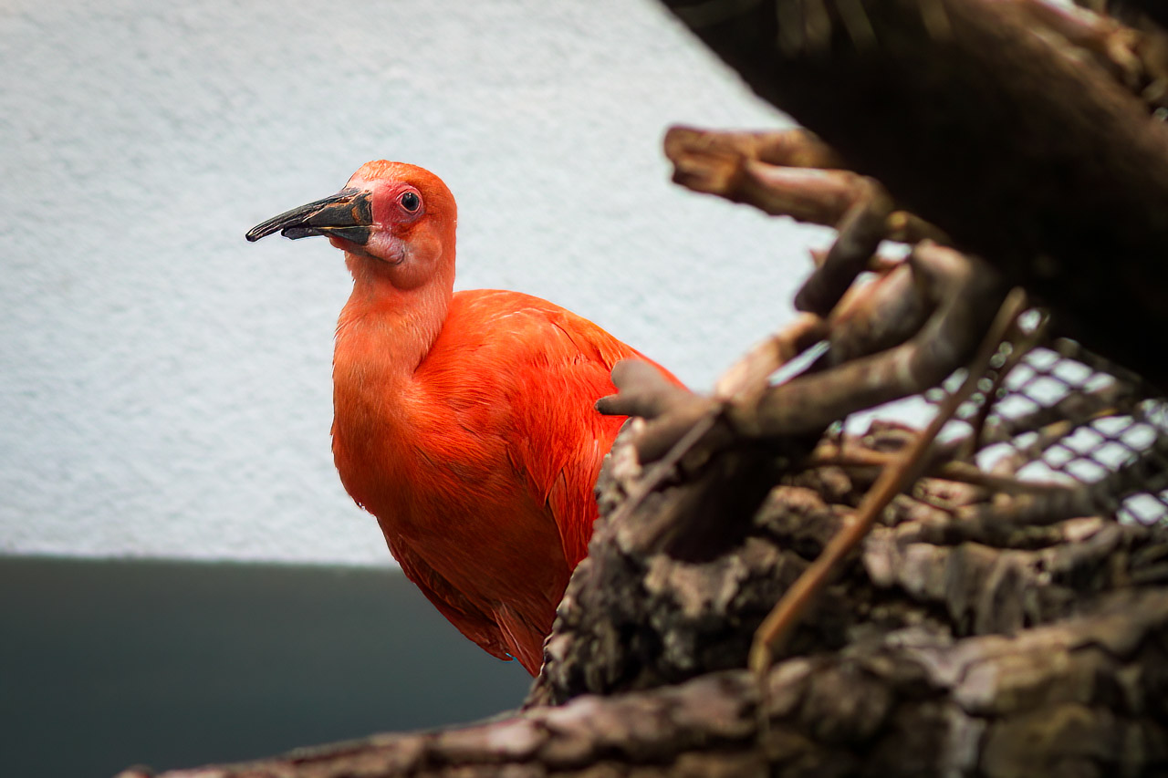 A scarlet ibis bird in the Lincoln Park Zoo in Chicago