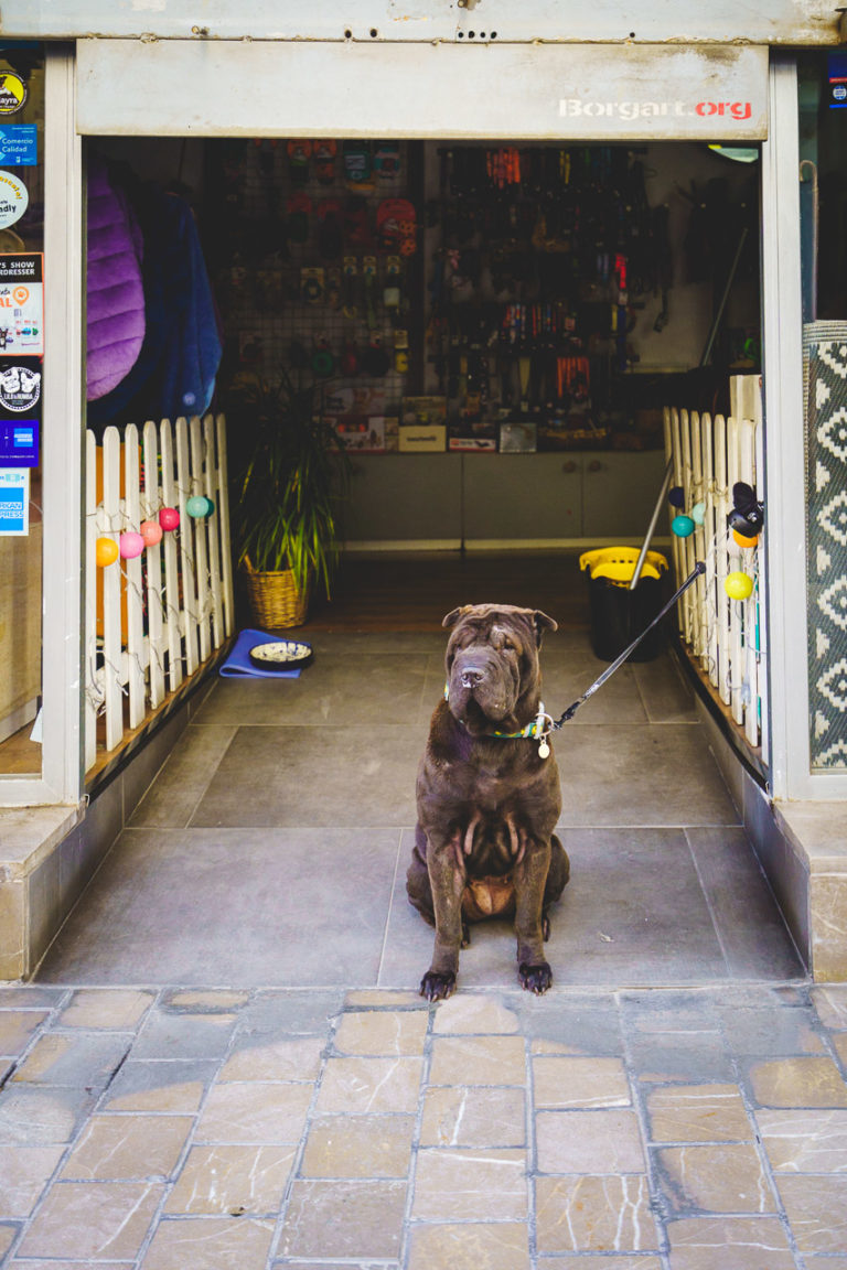 A dog tied up in the door of a pet shop. He likes to wander.
