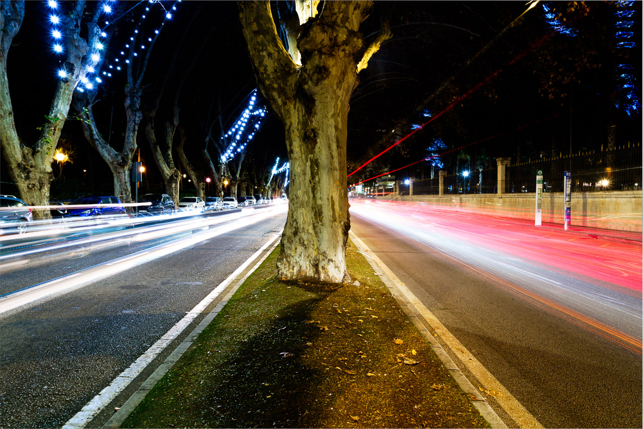 Red and white light trails from passing vehicles while I stand in the centre of a road. A tree grows right in front of me.