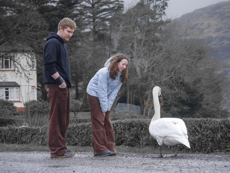 Photo of a young couple standing by a lake, with the woman leaning towards a lone swan. In the background, bare trees and a hill can be seen, and the colors are cool and muted.
