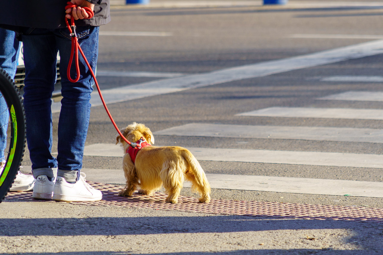 A dog and his owner waiting to cross the road, in Malaga, Spain.