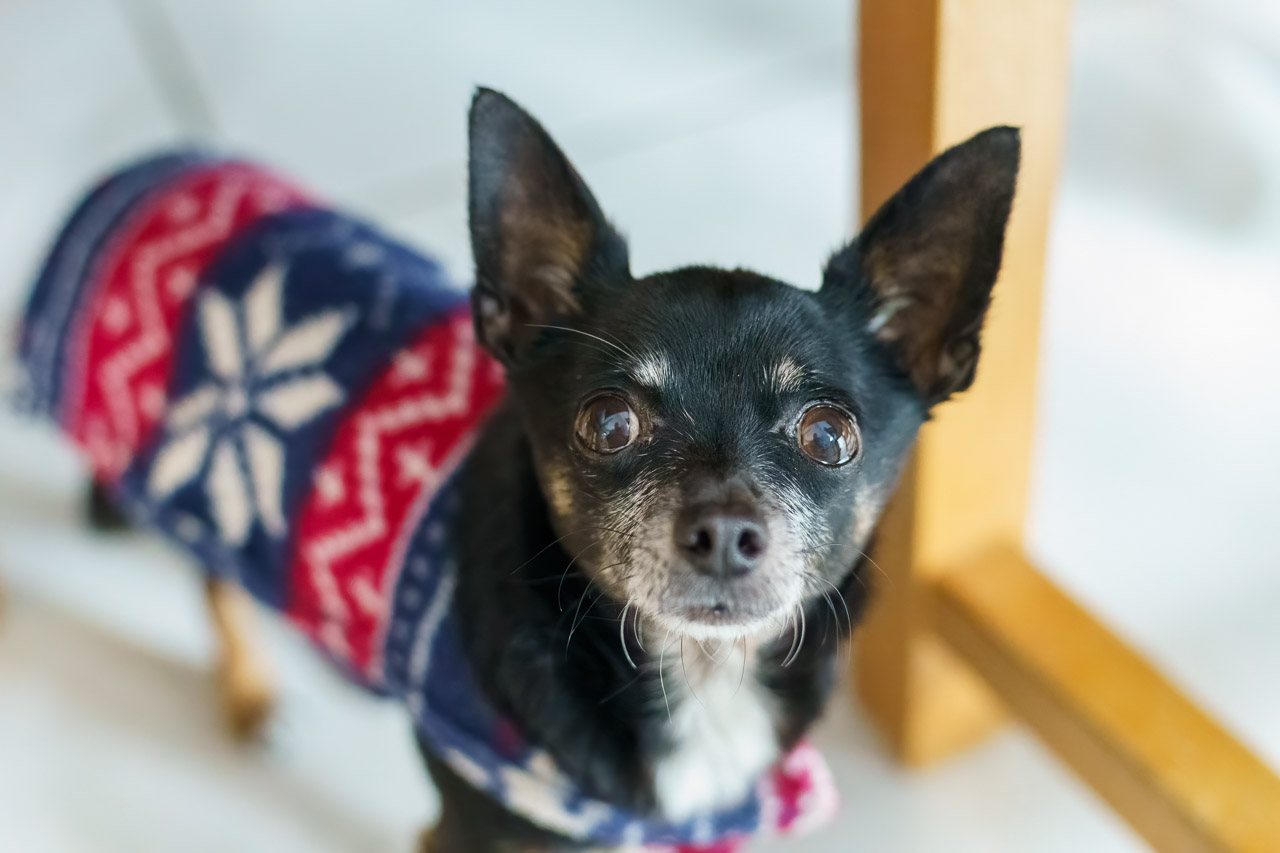 Diego, my chihuahua, dressed for a walk in a red and blue coat.