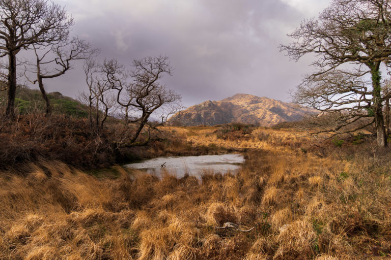 Bare trees, almost like skeletons, frame a scene containing, yellowed grass. A small pond in the middle distance and a mountain in the background catches the rays of a low sun. The sky is heavy with clouds promising rain.