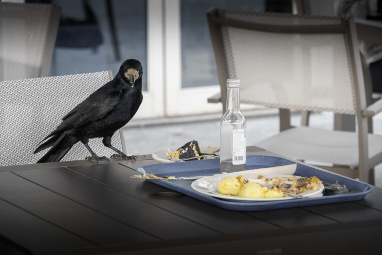 A crow standing on a table. A half-eaten dinner and dessert are what it wants.