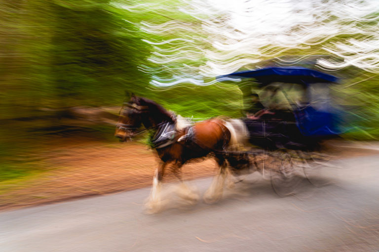 A horse and cart drives past in Killarney National Park.