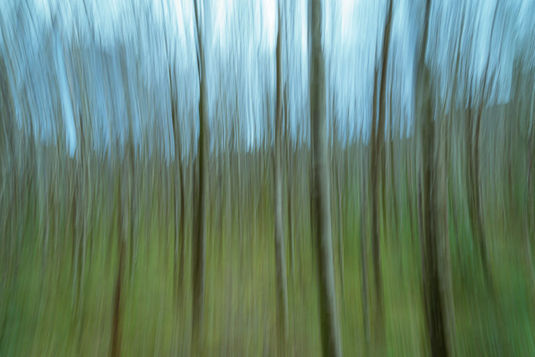 The slim trunks of trees in the forest near Torc Waterfall are blurred by intentional vertical camera movement.