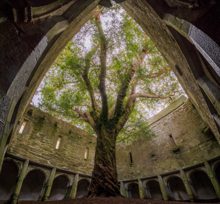 A very tall tree grows in the middle of the abandoned, but restored Muckross Abbey.