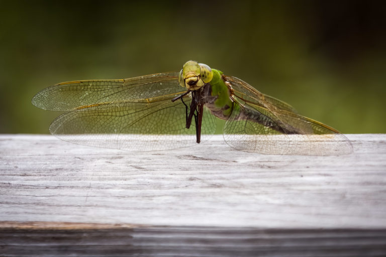 A dragonfly resting on a wooden fence.