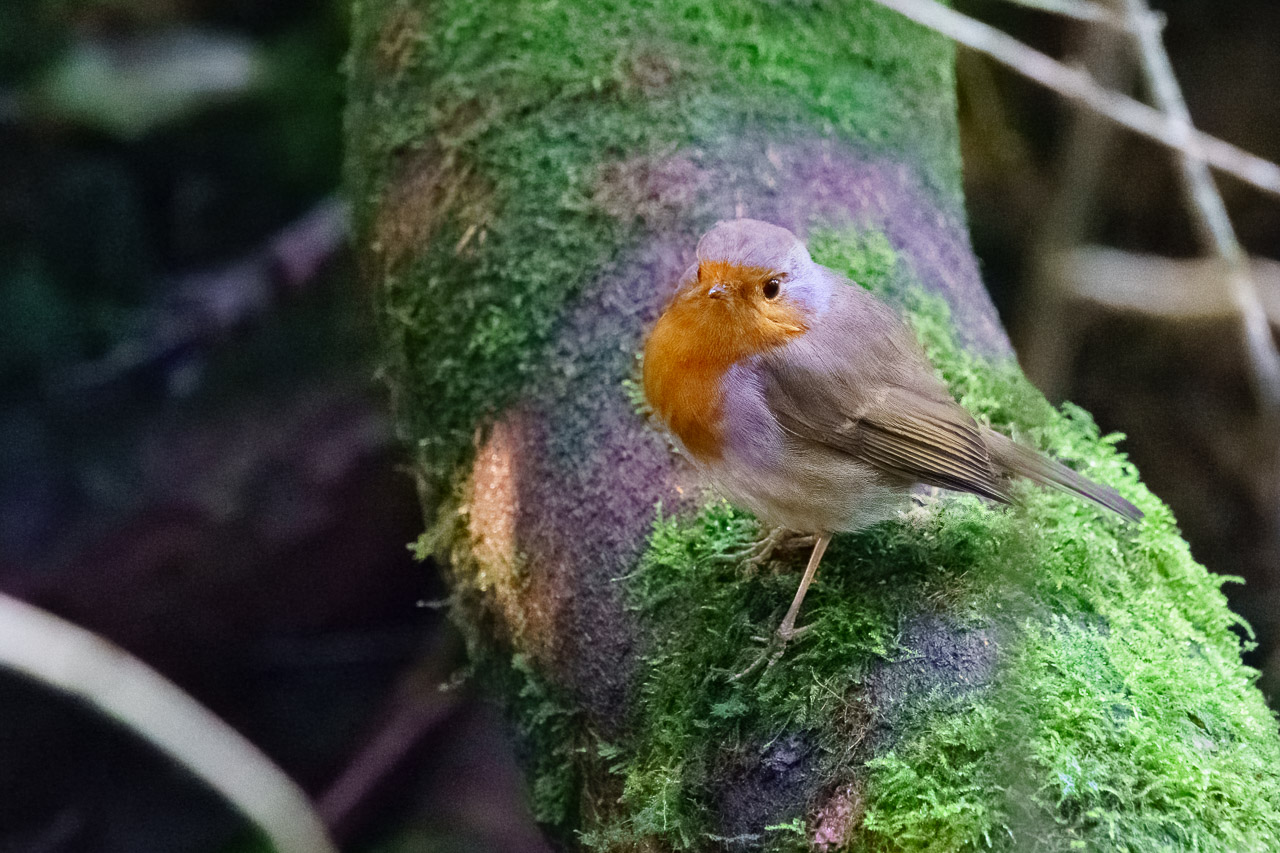 A robin on a tree trunk.