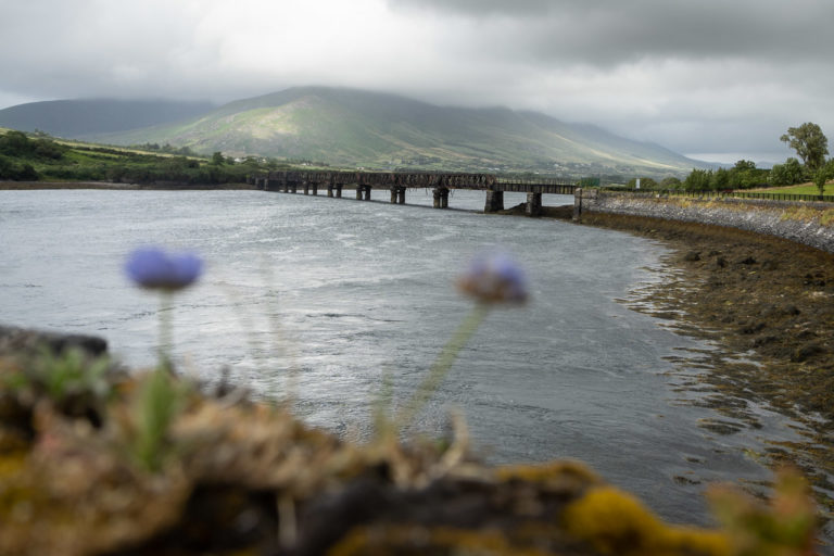 A viaduct crossing the River Valentia in Co. Kerry. Flowers are seen blurred in the foreground