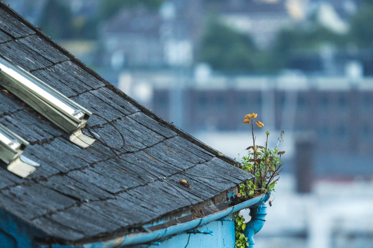 A few straggling plants grow out of the down pipe of the gutters on a building. The old tiles on the roof are visible as are two windows built into the roof.