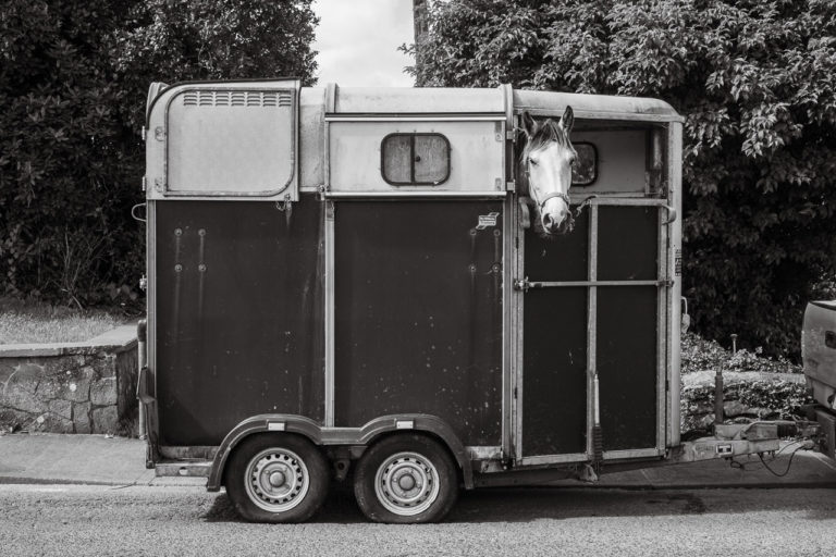 A horse in a horsebox looks out at me from across the road.