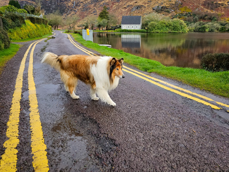 A collie walks across the narrow road next to the lake at Gougane Barra in Co Cork, Ireland. The chapel can be seen in the background.