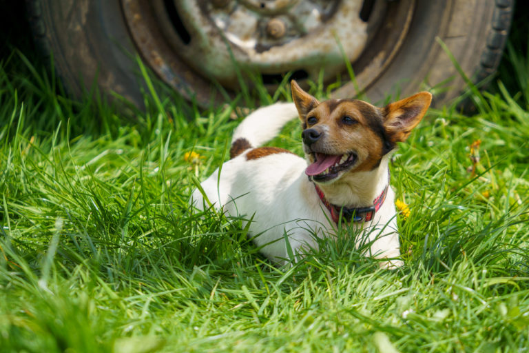 A Jack Russell dog resting in the shade on a very warm day. He is lying on grass.
