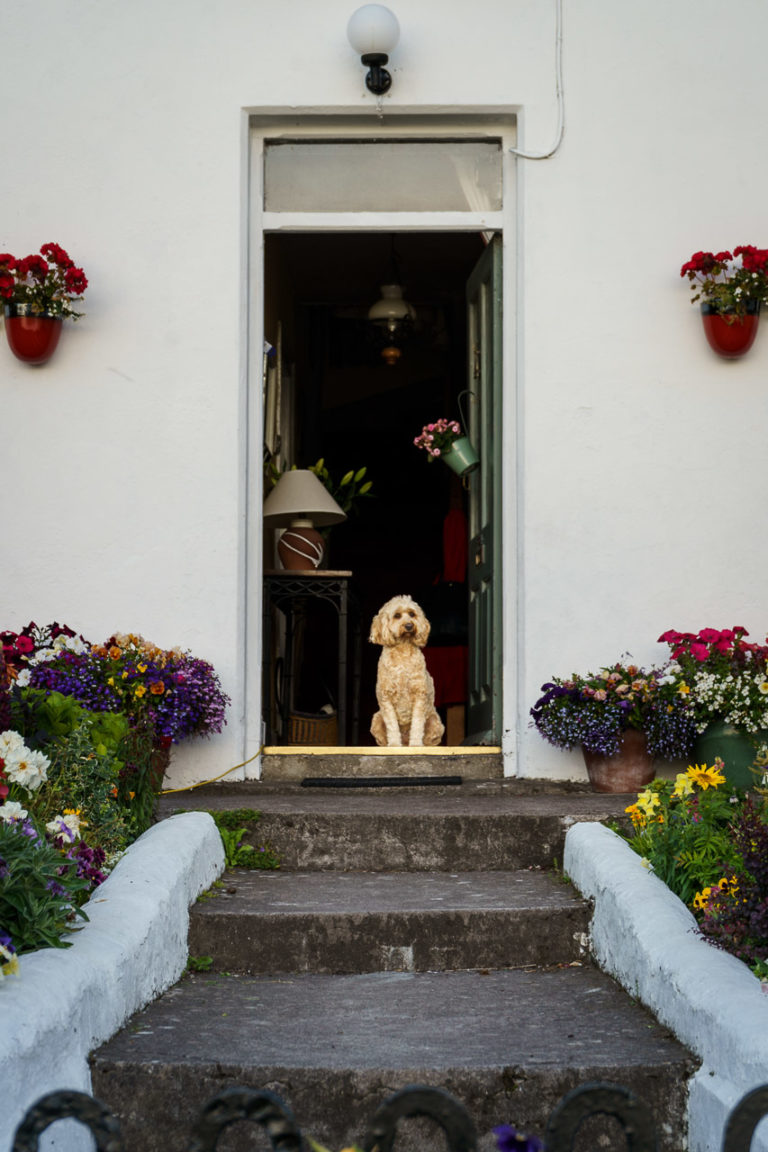 A dog in a doorway of a house. Steps lead up to it and flowers can be seen planted on the border, in pots and on the wall