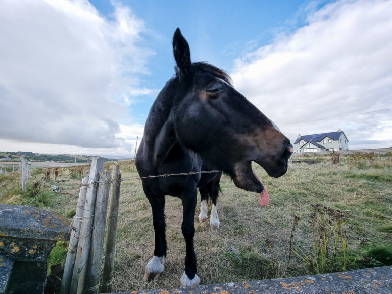 A horse in a field turned his head as if in disgust at eating something unpleasant